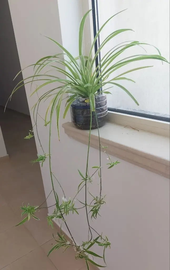 Продам за 5€